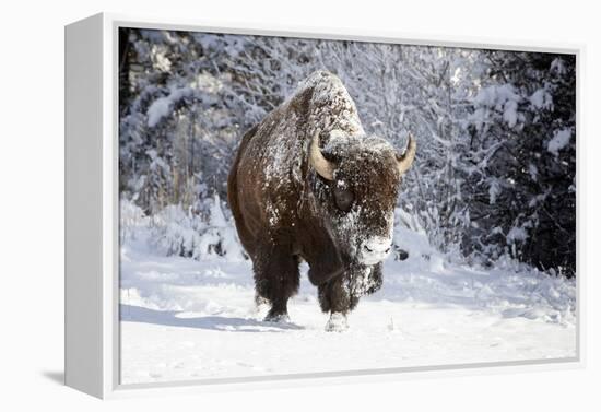 Wapiti, Wyoming. Usa. Bison Walking in the Snow-Janet Muir-Framed Premier Image Canvas