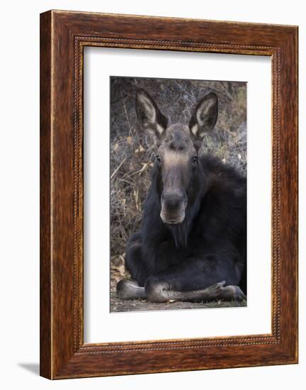 Wapiti, Wyoming. Usa Female Moose Resting-Janet Muir-Framed Photographic Print