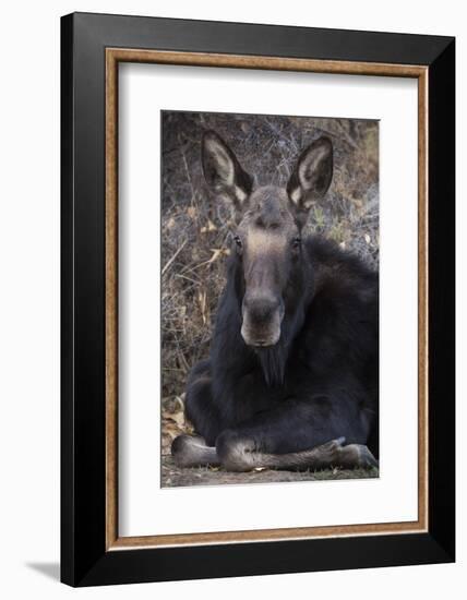 Wapiti, Wyoming. Usa Female Moose Resting-Janet Muir-Framed Photographic Print