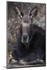 Wapiti, Wyoming. Usa Female Moose Resting-Janet Muir-Mounted Photographic Print