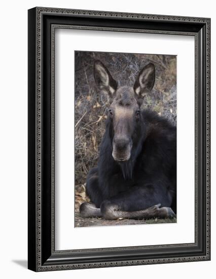 Wapiti, Wyoming. Usa Female Moose Resting-Janet Muir-Framed Photographic Print