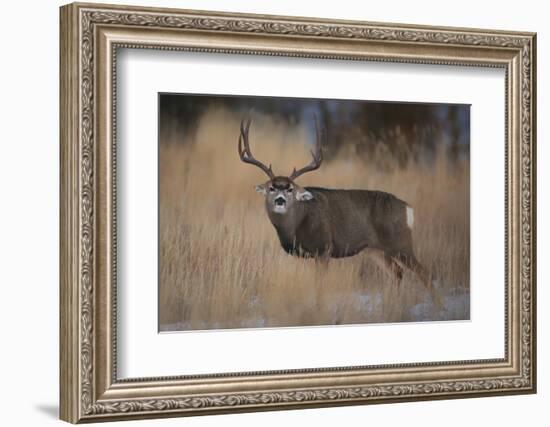 Wapiti, Wyoming. USA. Five Point Mule Deer About to Charge-Janet Muir-Framed Photographic Print