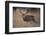 Wapiti, Wyoming. USA. Five Point Mule Deer About to Charge-Janet Muir-Framed Photographic Print