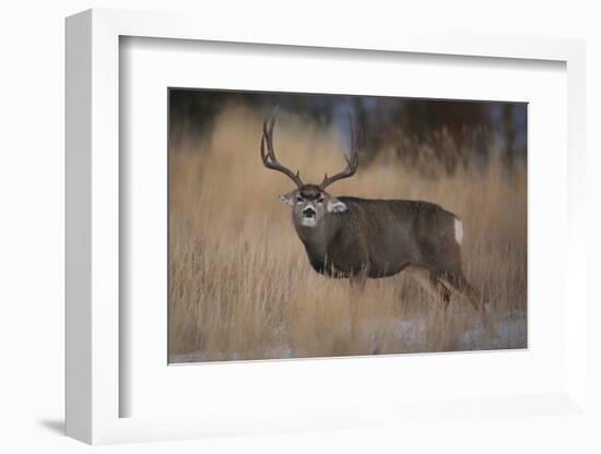 Wapiti, Wyoming. USA. Five Point Mule Deer About to Charge-Janet Muir-Framed Photographic Print