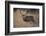 Wapiti, Wyoming. USA. Five Point Mule Deer About to Charge-Janet Muir-Framed Photographic Print