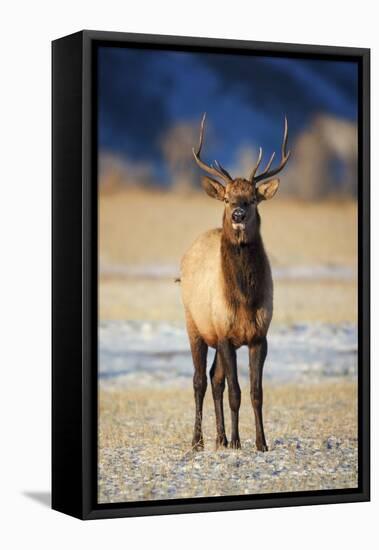 Wapiti, Wyoming. USA. Young Bull Elk-Janet Muir-Framed Premier Image Canvas