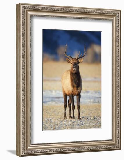 Wapiti, Wyoming. USA. Young Bull Elk-Janet Muir-Framed Photographic Print