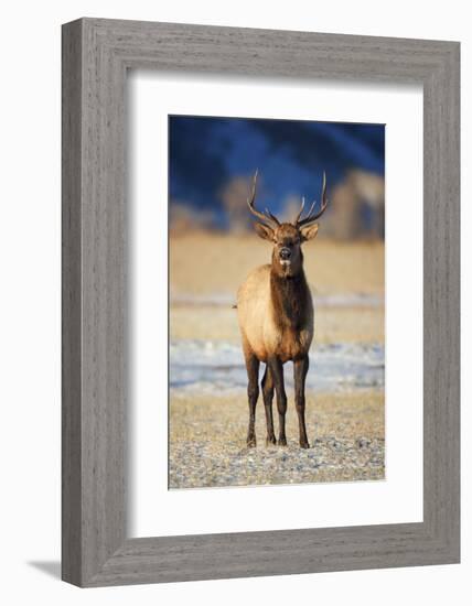 Wapiti, Wyoming. USA. Young Bull Elk-Janet Muir-Framed Photographic Print