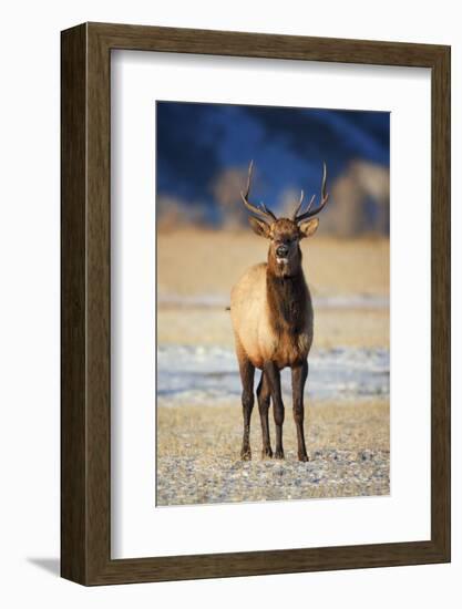 Wapiti, Wyoming. USA. Young Bull Elk-Janet Muir-Framed Photographic Print