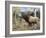 Wapiti-Jeff Tift-Framed Premium Giclee Print