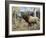 Wapiti-Jeff Tift-Framed Giclee Print