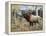 Wapiti-Jeff Tift-Framed Premier Image Canvas