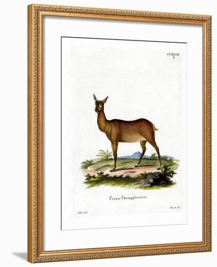 Wapiti-null-Framed Giclee Print