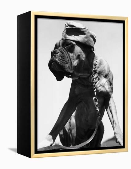 War Dog Poses Wearing Overseas Cap-Bettmann-Framed Premier Image Canvas