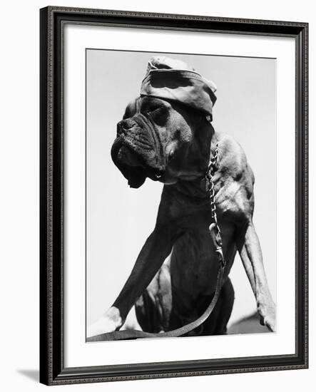 War Dog Poses Wearing Overseas Cap-Bettmann-Framed Photographic Print