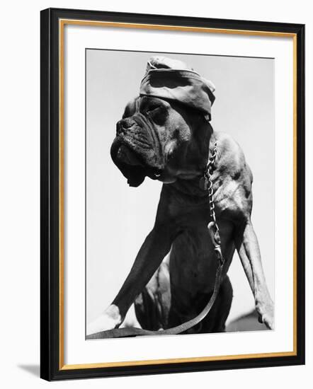 War Dog Poses Wearing Overseas Cap-Bettmann-Framed Photographic Print