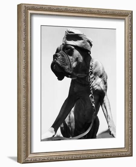 War Dog Poses Wearing Overseas Cap-Bettmann-Framed Photographic Print