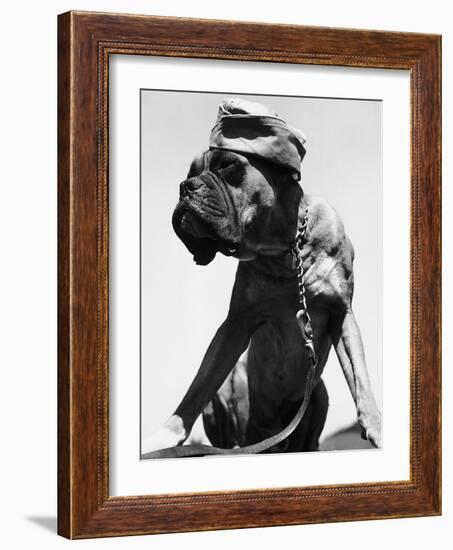 War Dog Poses Wearing Overseas Cap-Bettmann-Framed Photographic Print