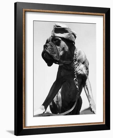 War Dog Poses Wearing Overseas Cap-Bettmann-Framed Photographic Print