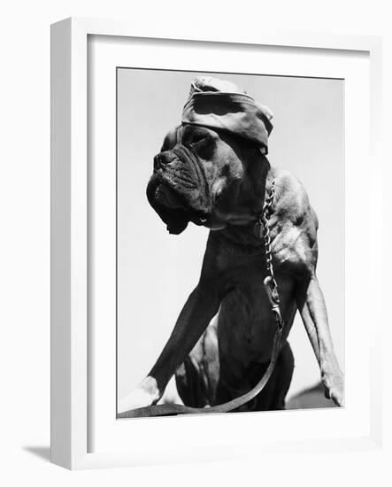 War Dog Poses Wearing Overseas Cap-Bettmann-Framed Photographic Print