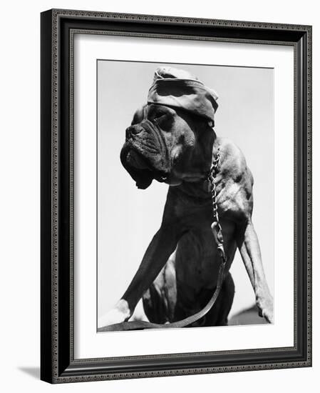 War Dog Poses Wearing Overseas Cap-Bettmann-Framed Photographic Print