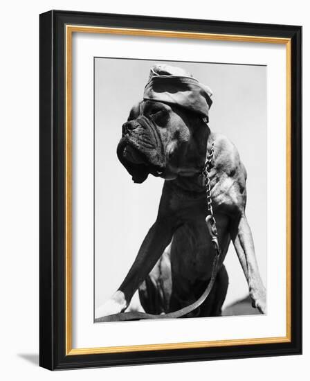 War Dog Poses Wearing Overseas Cap-Bettmann-Framed Photographic Print