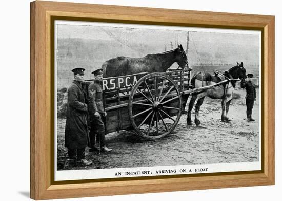 War-Horse Been Taken to Hospital 1915-null-Framed Stretched Canvas