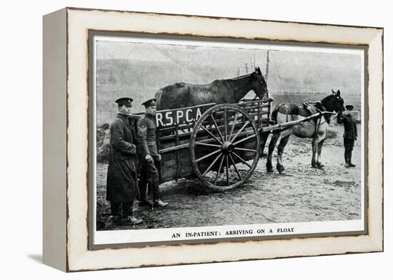 War-Horse Been Taken to Hospital 1915-null-Framed Stretched Canvas