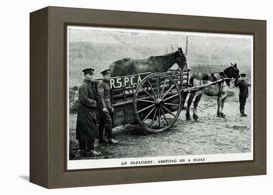 War-Horse Been Taken to Hospital 1915-null-Framed Stretched Canvas