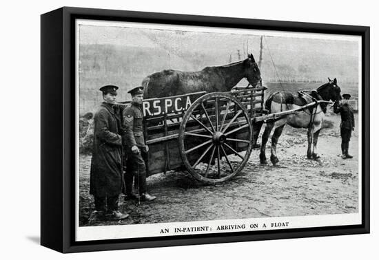 War-Horse Been Taken to Hospital 1915-null-Framed Stretched Canvas