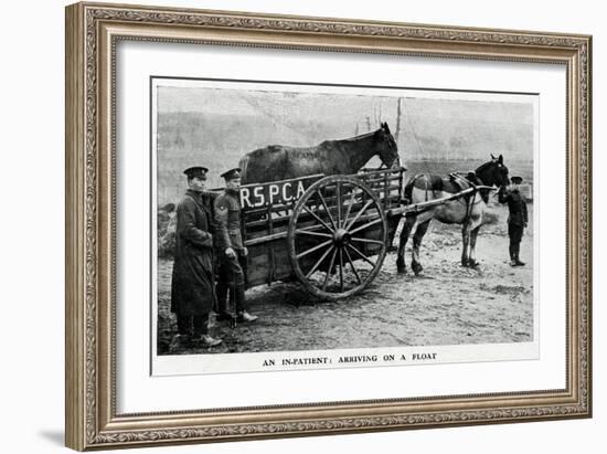 War-Horse Been Taken to Hospital 1915-null-Framed Art Print