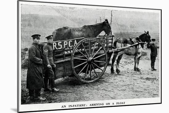 War-Horse Been Taken to Hospital 1915-null-Mounted Art Print