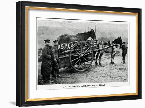 War-Horse Been Taken to Hospital 1915-null-Framed Art Print