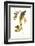 Warbler-John James Audubon-Framed Art Print