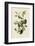 Warbling Flycatcher-John James Audubon-Framed Art Print
