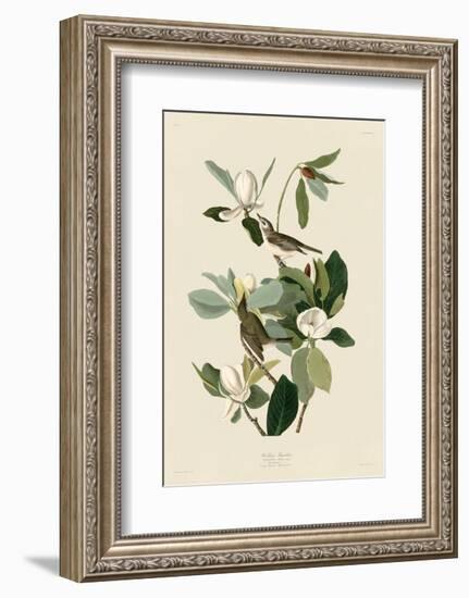 Warbling Flycatcher-John James Audubon-Framed Art Print