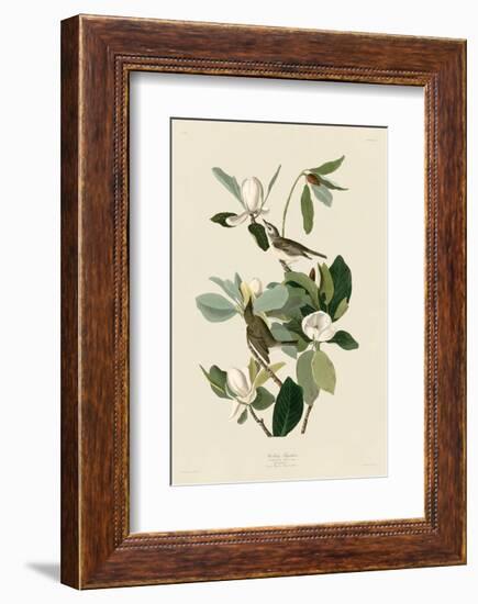 Warbling Flycatcher-John James Audubon-Framed Art Print