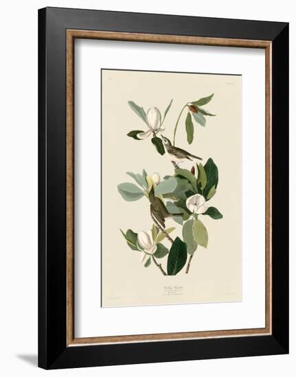 Warbling Flycatcher-John James Audubon-Framed Art Print