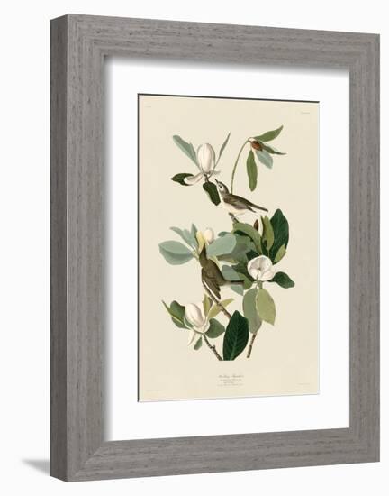 Warbling Flycatcher-John James Audubon-Framed Art Print