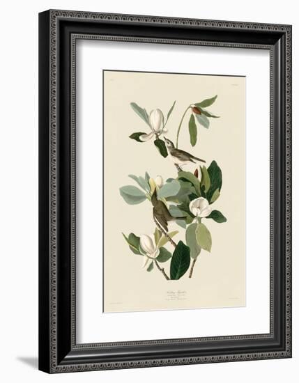 Warbling Flycatcher-John James Audubon-Framed Art Print