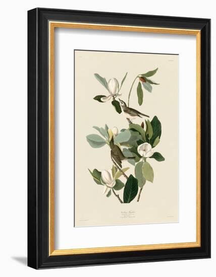 Warbling Flycatcher-John James Audubon-Framed Art Print