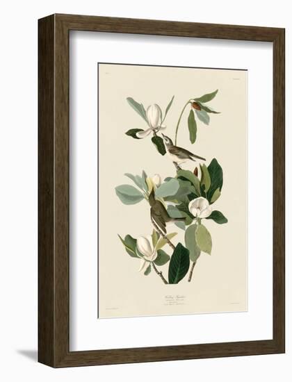 Warbling Flycatcher-John James Audubon-Framed Art Print