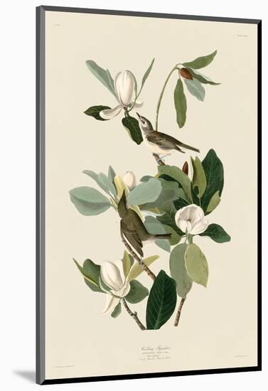Warbling Flycatcher-John James Audubon-Mounted Art Print