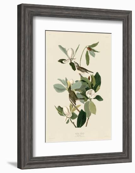 Warbling Flycatcher-John James Audubon-Framed Giclee Print