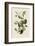 Warbling Flycatcher-John James Audubon-Framed Giclee Print