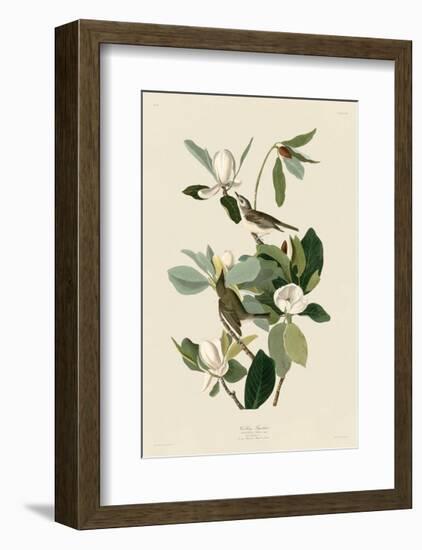 Warbling Flycatcher-John James Audubon-Framed Giclee Print