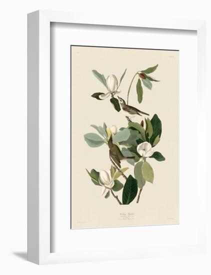 Warbling Flycatcher-John James Audubon-Framed Giclee Print