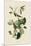 Warbling Flycatcher-John James Audubon-Mounted Giclee Print