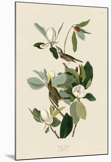 Warbling Flycatcher-John James Audubon-Mounted Giclee Print