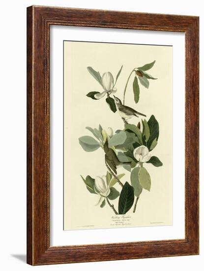 Warbling Flycatcher-null-Framed Giclee Print